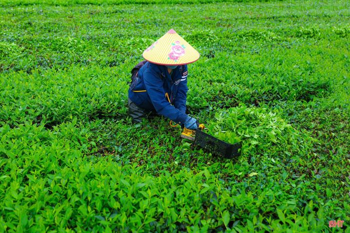 Từ những búp chè tươi trên nương đồi, sản phẩm chè Sơn Tây tiếp tục hành trình qua các công đoạn chế biến, tạo nên giá trị từ lợi thế nông nghiệp địa phương.