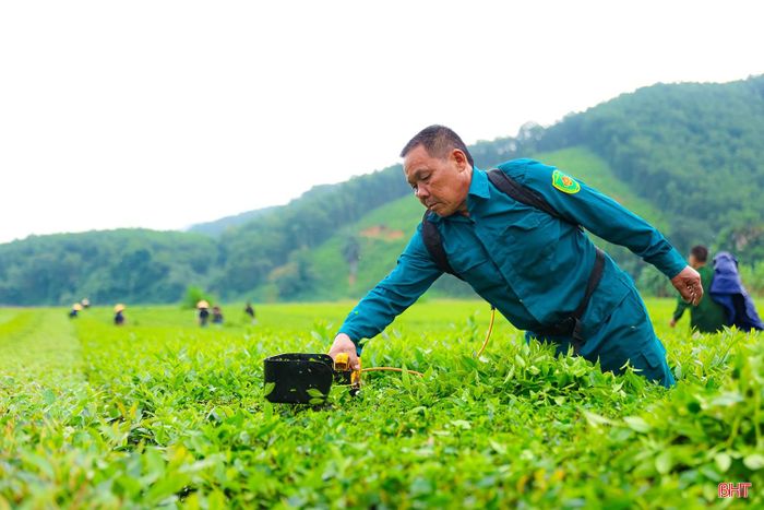 Ông Phạm Quốc Dương (thôn Hà Chua, xã Sơn Tây) chia sẻ: "Nhờ trồng chè, gia đình tôi có nguồn thu nhập ổn định hơn, cuộc sống ngày càng được cải thiện. Cây chè đã gắn bó với người dân ở đây từ lâu, đầu ra ổn định, người trồng không phải lo lắng về thị trường tiêu thụ hay chi phí đầu vào. Nhờ đó, bà con yên tâm sản xuất, chăm sóc vườn chè, từng bước nâng cao thu nhập".