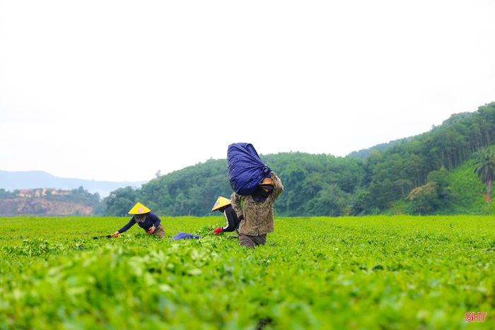  Mỗi mùa thu hoạch, đồi chè lại rộn ràng nhịp lao động. 