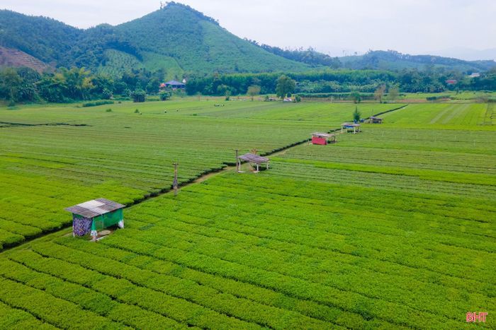 Từ những triền đồi xanh ngát đến nhịp sống cần mẫn của người nông dân, Sơn Tây đang lưu giữ một vẻ đẹp bình dị mà giàu sức sống - nơi màu xanh của cây chè vừa làm đẹp quê hương, vừa nuôi dưỡng những kỳ vọng về phát triển kinh tế bền vững.