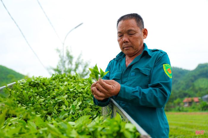 Để có những luống chè xanh tốt, người dân phải thường xuyên chăm sóc, làm cỏ, bón phân và theo dõi quá trình sinh trưởng của cây.