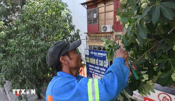 Công nhân dùng kéo tỉ mỉ cắt từng chùm hoa, giảm bớt lượng hoa trên tán cây. (Ảnh: Nguyễn Thắng/TTXVN)
