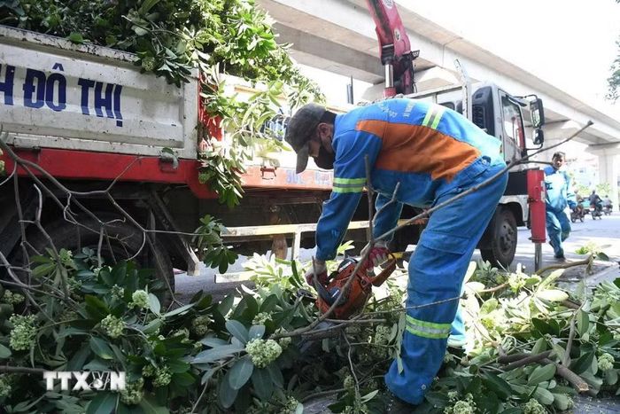 Công nhân thu dọn cành hoa sữa sau khi cắt tỉa trên đường Quang Trung. (Ảnh: Nguyễn Thắng/TTXVN)