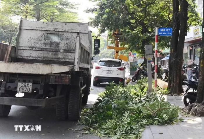 Một số cây hoa sữa trên đường Đào Tấn được cắt tỉa, giảm mùi hương nồng. (Ảnh: Nguyễn Thắng/TTXVN)