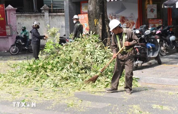 Công nhân thu dọn cành, hoa sữa sau khi cắt tỉa để đảm bảo vệ sinh môi trường. (Ảnh: Nguyễn Thắng/TTXVN)