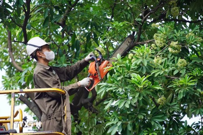 Công nhân dùng xe nâng chuyên dụng cắt tỉa hoa sữa trên đường Lê Thanh Nghị. (Ảnh: Nguyễn Thắng/TTXVN)