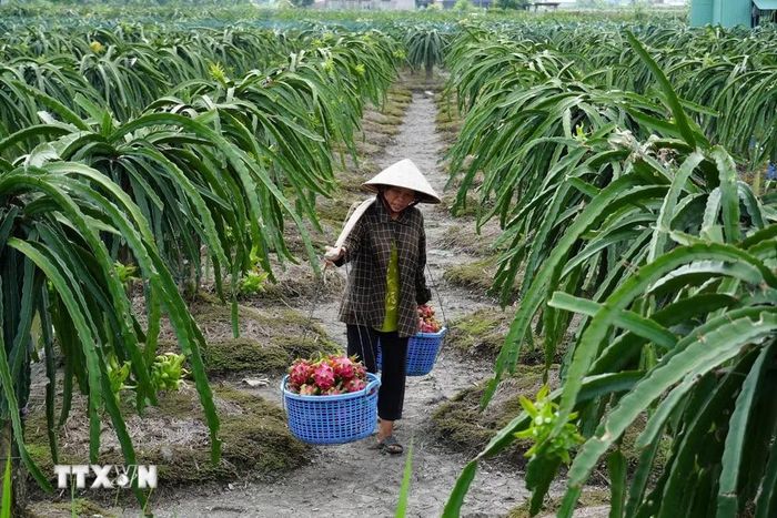 Bà Trương Thị Hoa, ấp Tân Thành, xã Tân Thuận Bình, tỉnh Đồng Tháp, thu hoạch thanh long. (Ảnh: Công Trí/TTXVN)