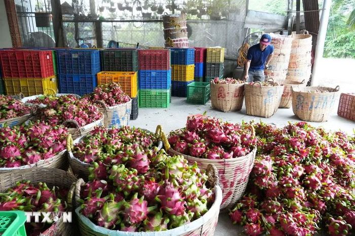 Cơ sở thu mua thanh long ở xã Tân Thuận Bình, tỉnh Đồng Tháp. (Ảnh: Công Trí/TTXVN)