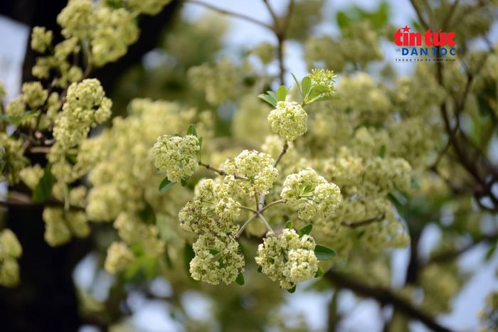 Hoa sữa có tên khoa học Alstonia scholaris, là loài cây thân gỗ thường xanh, được nhiều người biết đến bởi hương thơm đặc trưng mỗi mùa hoa nở.