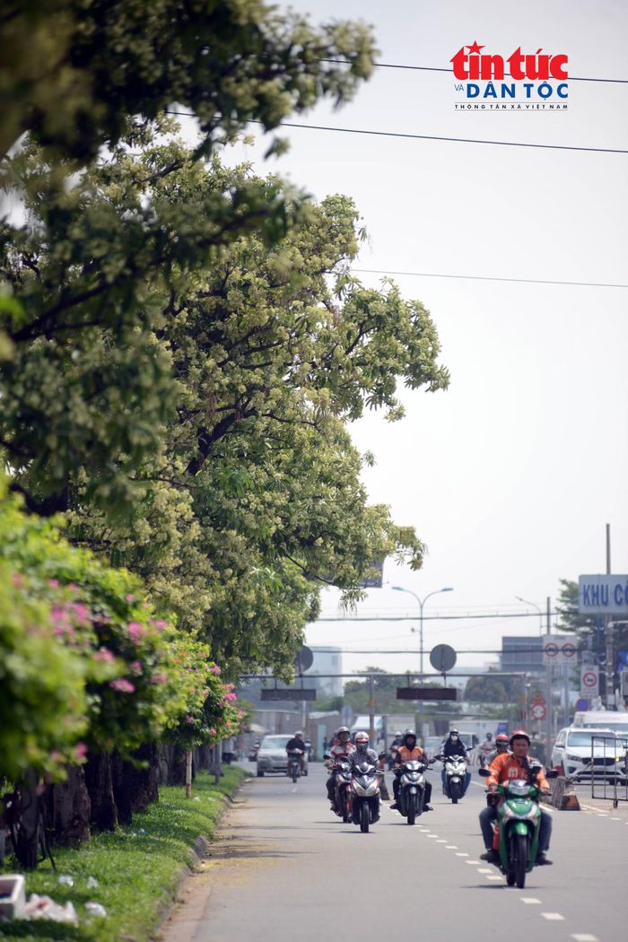 Người dân lưu thông dưới hàng cây hoa sữa trên đường số 7 (Khu công nghiệp Vĩnh Lộc, phường Bình Tân).