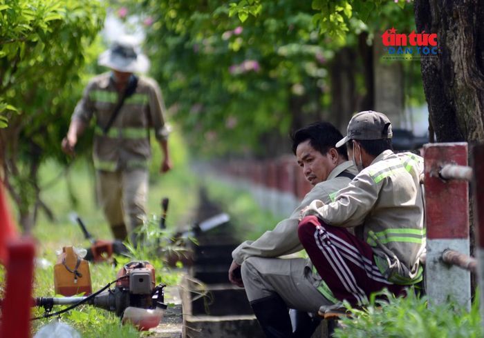 Nhóm công nhân phát cỏ ngồi tránh nắng dưới hàng cây hoa sữa.