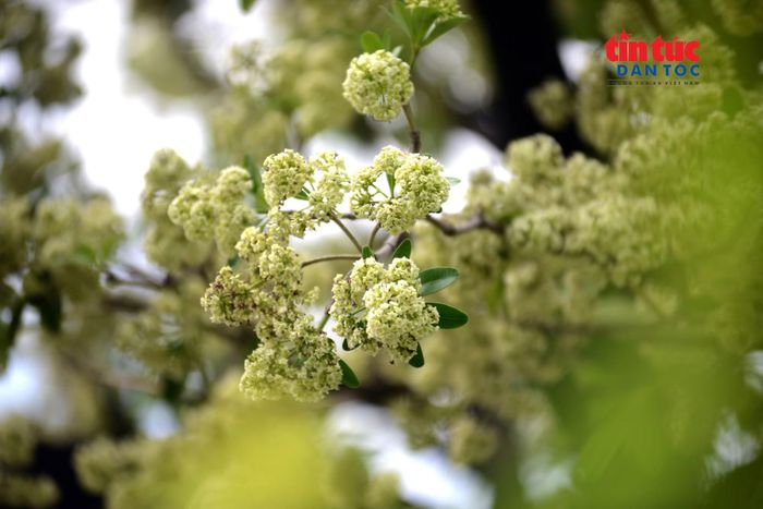Hoa sữa đang vào mùa nở rộ, với những chùm hoa trắng ngà phủ kín tán lá.