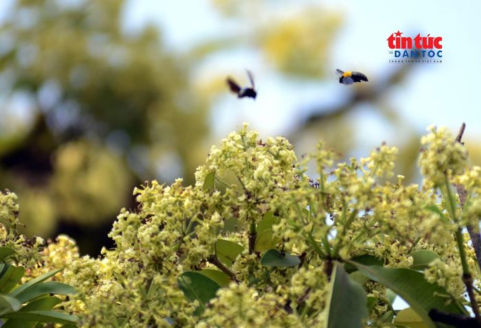 Mùi hương hoa sữa thu hút nhiều loại ong tìm đến.