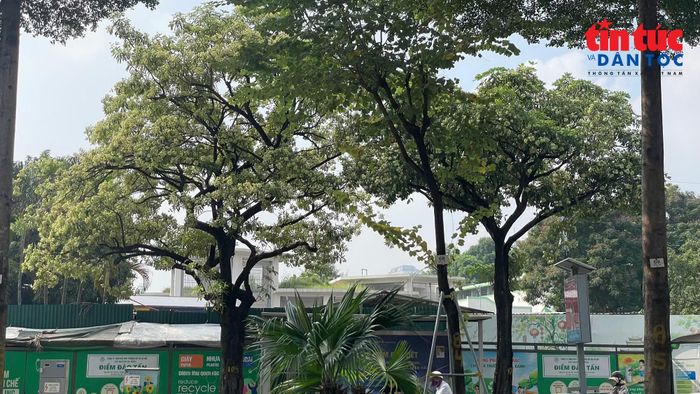 Những cây hoa sữa có thân lớn, tán rộng, góp phần tạo bóng mát cho đường phố. Nhưng về mùa hoa, mùi hương cũng gây khó chịu cho một số người.