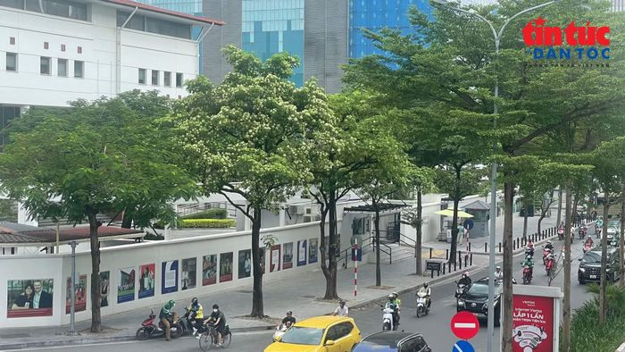 Hàng hoa sữa dọc tuyến đường, nơi các phương tiện lưu thông qua lại hằng ngày.