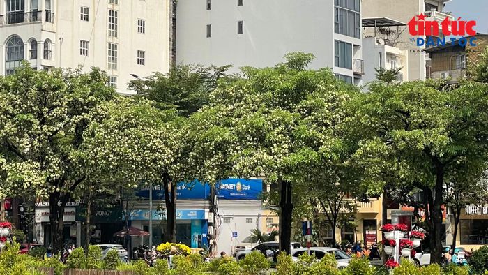 Hàng cây trên phố Đào Tấn cùng các bồn hoa tạo nên cảnh quan tươi xanh dọc tuyến phố.