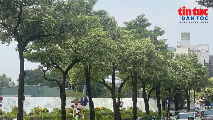 Hàng hoa sữa được trồng phủ kín hè một tuyến đường đang vào mùa nở rộ.
