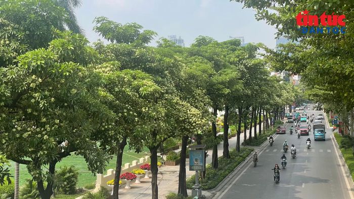 Dàn cây hoa sữa nối tiếp nhau trên một đoạn đường dài cho thấy mật độ cây xanh đang khá dày đặc.