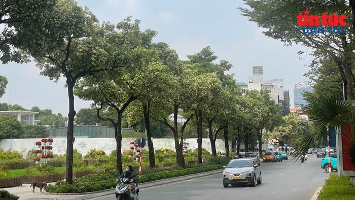 Việc xem xét di dời một số cây hoa sữa cần cân nhắc mật độ trồng, vị trí và yêu cầu duy trì cảnh quan xanh.