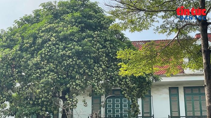 Tán hoa sữa vươn sát mái nhà và cửa sổ, cho thấy khoảng cách gần giữa hàng cây và khu vực sinh hoạt của người dân.