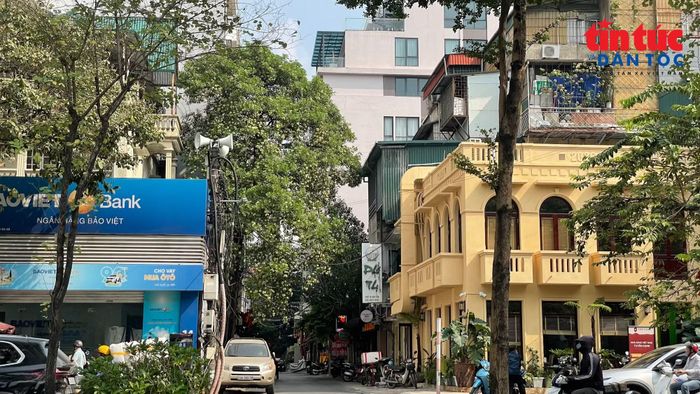 Tán hoa sữa nằm sát các công trình nhà ở và cửa hàng trên tuyến phố. TP Hà Nội dự kiến đánh tỉa hoa sữa ở những nơi có mật độ dày đặc để mùi hoa bớt ảnh hưởng đến người dân.