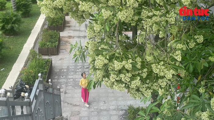 Những chùm hoa sữa bung nở mang theo mùi hương đặc trưng mỗi độ thu về.