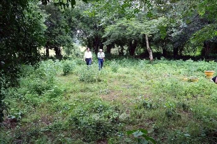 Khu vực di tích miếu thờ Chúa Tiên Nguyễn Hoàng tại xã Cồn Tiên (Quảng Trị) hiện nằm giữa cây cối, cỏ dại um tùm.