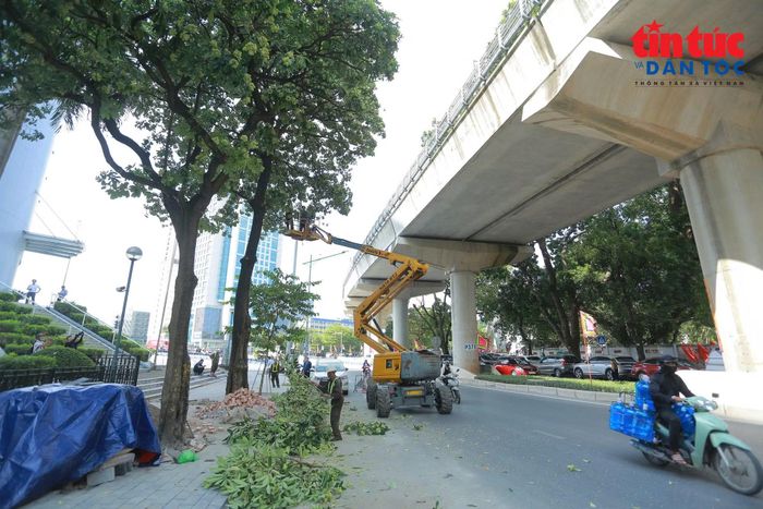 Việc cắt tỉa chùm hoa sữa được triển khai từ ngày 16/10, sau chỉ đạo của lãnh đạo thành phố và Sở Xây dựng Hà Nội nhằm hạn chế tình trạng mùi hoa sữa quá nồng, gây ảnh hưởng đến đời sống người dân.
