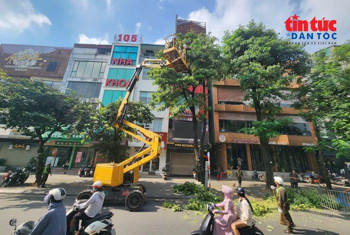 Hà Nội hiện có khoảng 14.400 cây hoa sữa, phân bố trên nhiều tuyến đường và khu đô thị. Trong dịp này, ngành xây dựng Hà Nội tiến hành cắt tỉa chùm hoa sữa của gần 1.000 cây tại các phường trong nội thành.