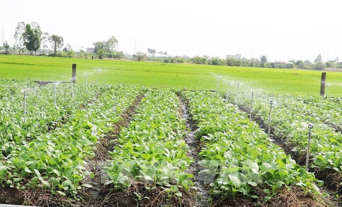 Vườn rau phát triển tốt trong mùa khô hạn nhờ hệ thống tưới nước tự động. Ảnh: Hữu Chí - TTXVN