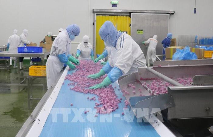 Dây chuyền xuất khẩu thanh long sấy khô của Công ty Cổ phần Công nghiệp Thực phẩmThabico Tiền Giang (đặt tại Ấp Hòa Thạnh, Xã Bình Ninh, tỉnh Đồng Tháp. Ảnh: Hữu Chí - TTXVN