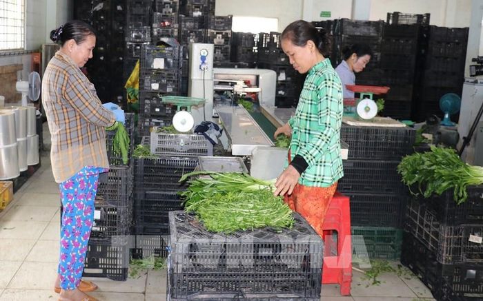 Máy đóng gói rau tự động góp phần bảo đảm an toàn cho sản phẩm rau khi đến tay người tiêu dùng. Ảnh: Hữu Chí - TTXVN