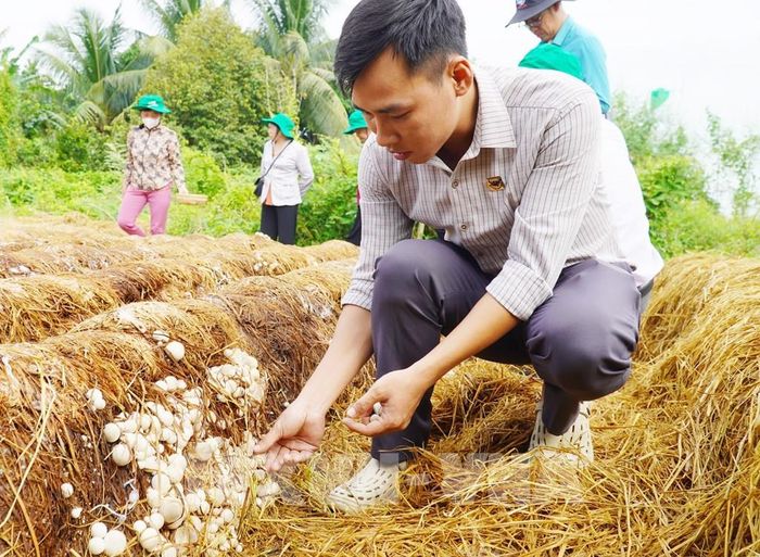 Mô hình trồng nấm rơm thuộc Dự án “Chuyển đổi chuỗi giá trị lúa gạo ứng phó với biến đổi khí hậu và phát triển bền vững khu vực ĐBSCL". Ảnh: Văn Sĩ - TTXVN