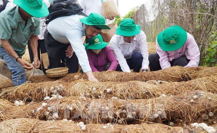 Các đại biểu thu hoạch nấm rơm, (mô hình thuộc Dự án “Chuyển đổi chuỗi giá trị lúa gạo ứng phó với biến đổi khí hậu và phát triển bền vững khu vực ĐBSCL"). Ảnh: Văn Sĩ - TTXVN