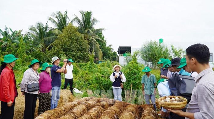 Ban tổ chức hội thảo tham quan mô hình trồng nấm rơm thuộc Dự án “Chuyển đổi chuỗi giá trị lúa gạo ứng phó với biến đổi khí hậu và phát triển bền vững khu vực ĐBSCL" tại HTX Thạnh Hòa, xã Thạnh Lộc, tỉnh An Giang. Ảnh: Văn Sĩ - TTXVNnông dân. Ảnh: Văn Sĩ - TTXVN