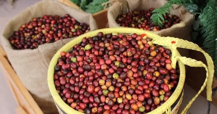 Thị trường cà phê trong nước sáng nay ghi nhận sự phục hồi