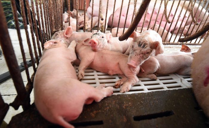 Giá heo hơi tụt giảm thổi bay lợi nhuận của nhiều doanh nghiệp. Ảnh: Hoàng Anh. 