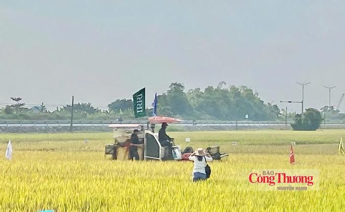 Mô hình lúa xanh ở Ninh Bình giúp giảm chi phí, mở hướng sản xuất tuần hoàn.
