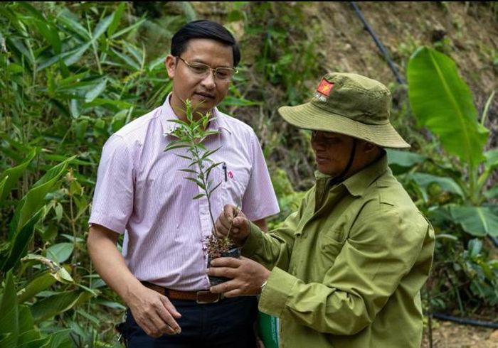 Hướng dẫn đồng bào Cơ Tu chọn giống cây dược liệu trồng dưới tán rừng. Ảnh Ngô Anh Văn