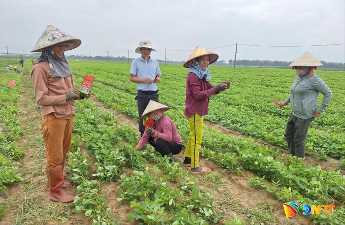 Hội Nông dân xã Đại Lộc đến thăm người dân thôn Đại Hòa tham gia mô hình trồng đậu phụng và mè đen. Ảnh: KHẢI KHIÊM