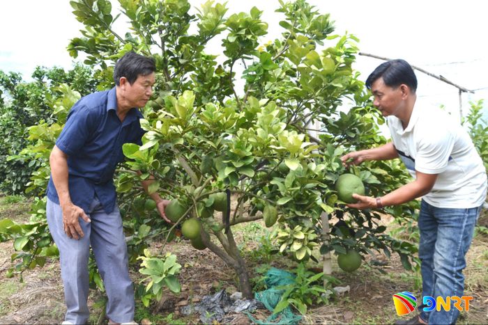 Người dân xã Đại Lộc cải tạo vườn tạp, phát triển kinh tế vườn. Ảnh: CÔNG TÚ