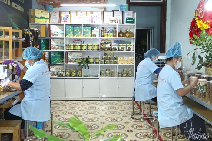 Nhân công cơ sở mắc ca Việt Hà, xã Tuần Giáo đóng gói, dán nhãn mác bao bì sản phẩm mắc ca.