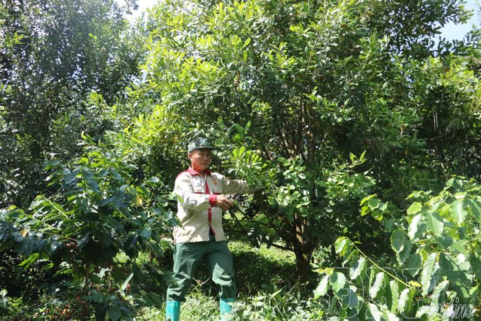 Người dân bản Chá, xã Tuần Giáo chăm sóc vườn mắc ca.