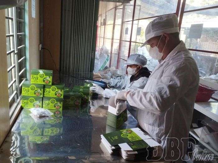 Công nhân Hợp tác xã Cà gai leo Tủa Chùa đóng gói sản phẩm.
