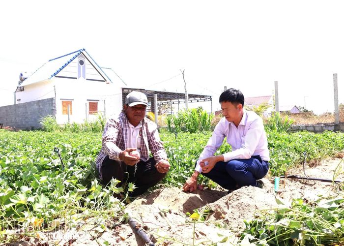 Mô hình trồng khoai lang của người dân xã Ninh Phước phát triển tốt. Ảnh: Mã Phương.