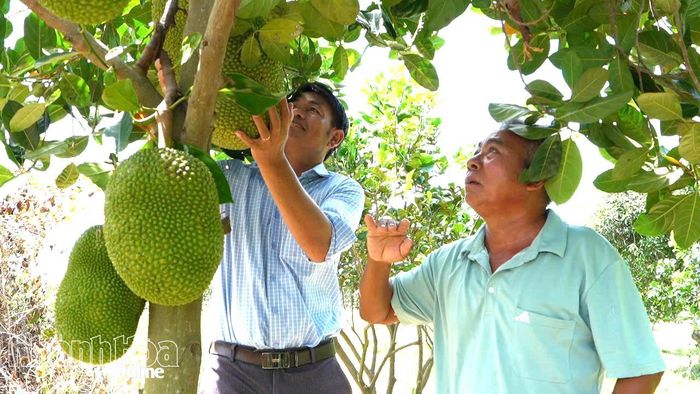 Mô hình trồng cây ăn quả của người dân xã Phước Hà. Ảnh: Mã Phương.