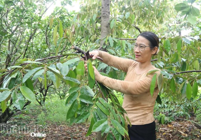 Bà Đào Thị Thảo Nguyên tỉa cành sầu riêng chuẩn bị cho vụ mới.