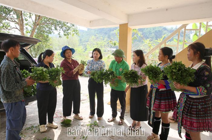 Đơn vị cung cấp giống hướng dẫn hội viên kỹ thuật trồng cây đương quy để đạt hiệu quả. 