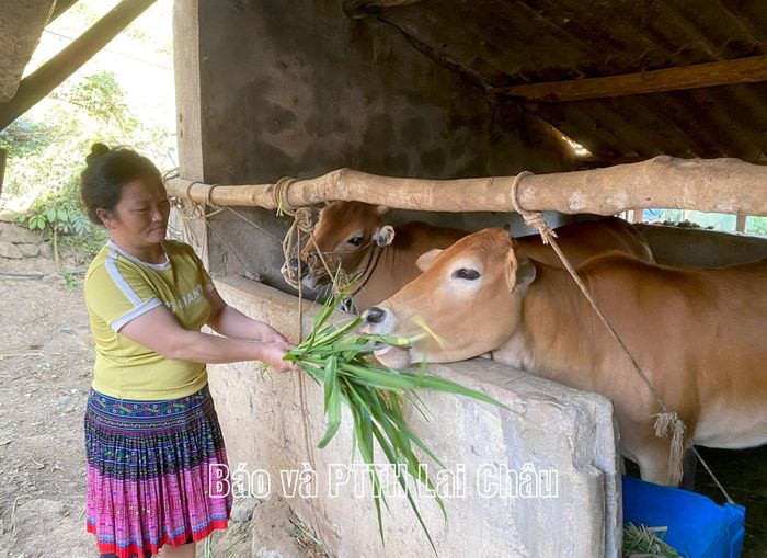 Người dân xã Mường Than chăm sóc đàn bò, phát triển sinh kế từ nguồn lực các chương trình mục tiêu quốc gia.