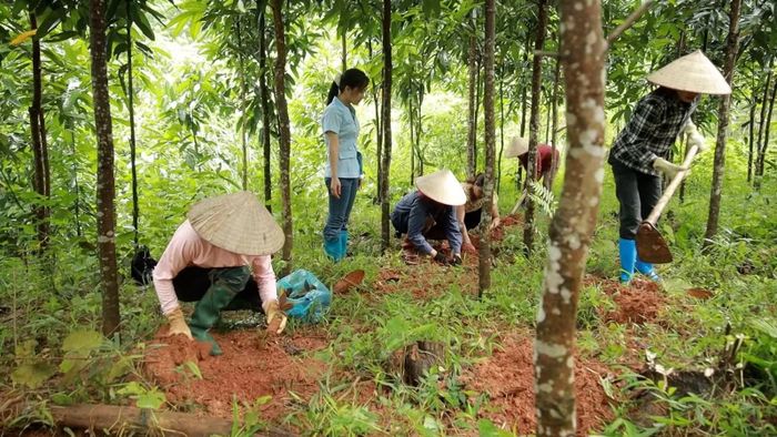 Mở rộng vùng nguyên liệu, tạo thêm sinh kế cho phụ nữ vùng cao.